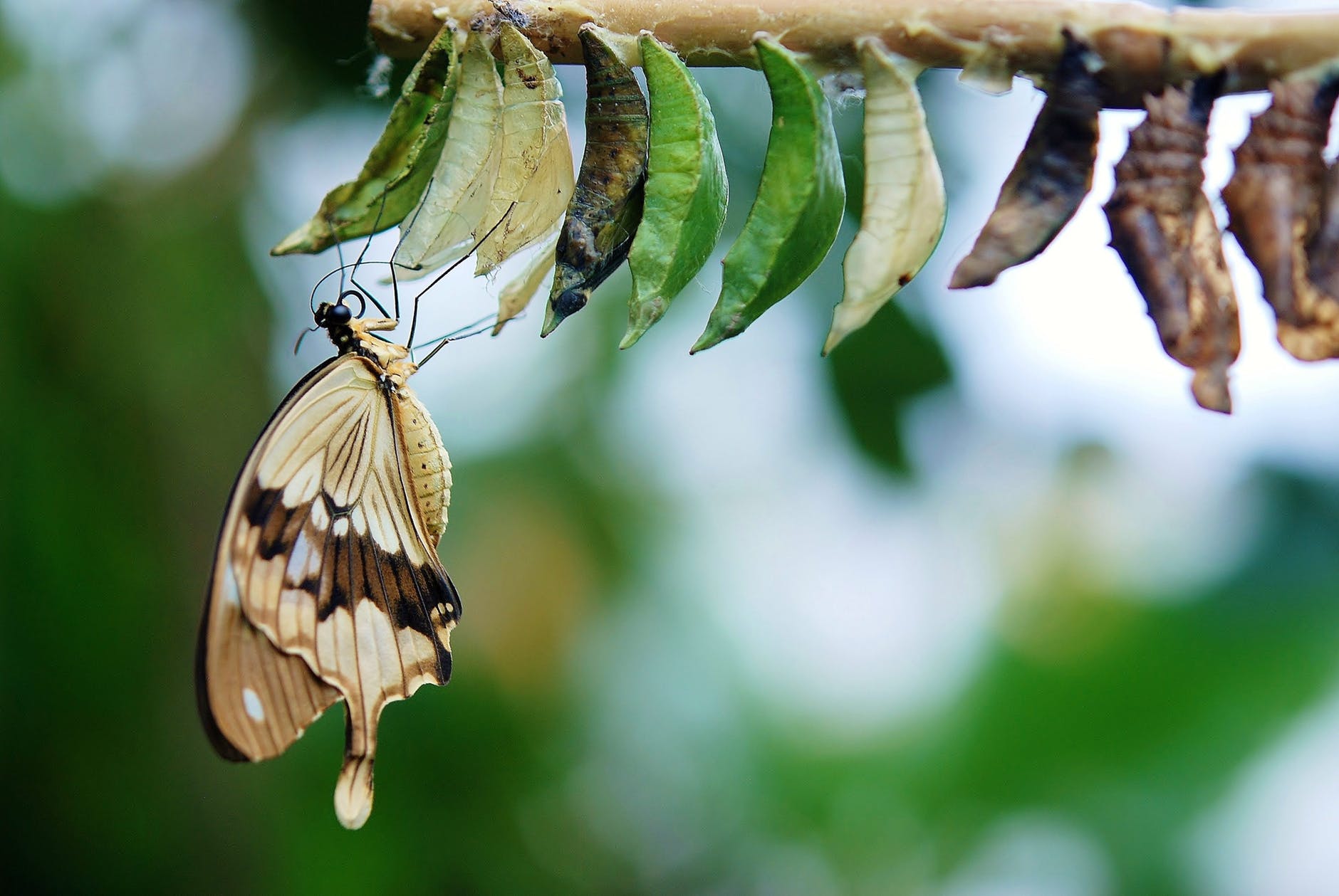 Een vlinder bij een pop (cocon), klaar om weg te vliegen