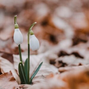 Eerste sneeuwklokjes zichtbaar (Foto: Peter Fazekas, via Pexels)